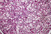 Sublingual Salivary Gland,LM