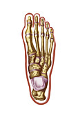 Bones of the foot