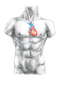 Male anatomy: heart