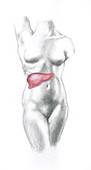 Female anatomy: Liver