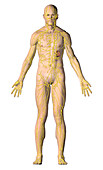 Human male lymphatic system