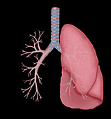 Normal lung and bronchial tubes