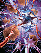 Neuronal Apoptosis In Alzheimer's Disease