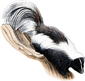 Striped Skunk