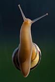 Snail on Window