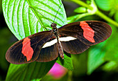 Rosina Butterfly