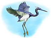 Tricolored Heron