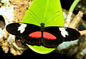 Hortense Butterfly