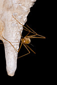 Chinese Cave Cricket