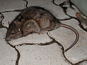 Rat (Rattus norvegicus)
