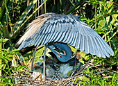 Tricolor Heron Adult Preening