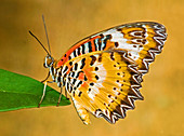 Lacewing Butterfly (Cethosia sp.)