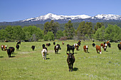 Cattle Graze in Valley County,Idaho