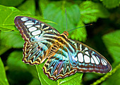 Clipper Butterfly (Parthenos Sylvia)