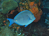 Blue Tang