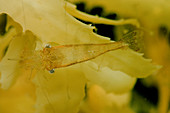 Sargassum Shrimp