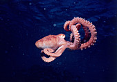 Long-Armed Octopus