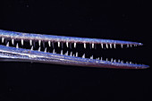 Mouth of needlefish