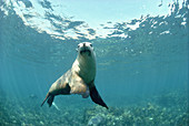 Australian Sea Lion