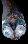 Deep-Sea Google-Eye