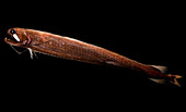 Threadfin Dragonfish