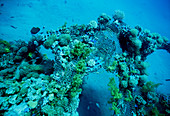 Artificial Coral Reef