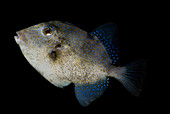 Sargassum Triggerfish
