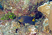 Yellowtail Damselfish