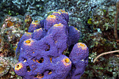 Branching Tube Sponge