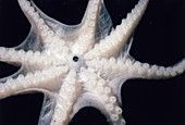Common Atlantic Octopus