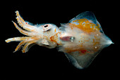Ruppell's Octopus Squid
