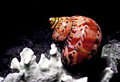 Tapestry Turban Snail,Red Sea
