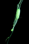 Bioluminescent Dragonfish Lure