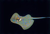 Poisonous Blue-Spotted Stingray