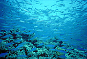 Fish schooling over reef,Red Sea