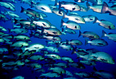 School of Snappers in the Red Sea