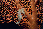 Spiny Sea Horse on Gorgonian Coral