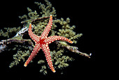 Red mesh starfish on coral,Red Sea