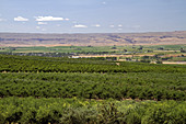 Fruit Orchards