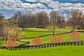 Horse Farm,Kentucky