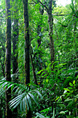 Philippine Rainforest