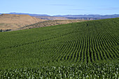Corn Field near Snake River