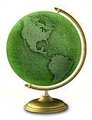 Green Globe Grass