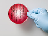 Petri Dish Containing a Computer Virus