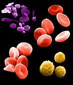 Blood Cells,SEM