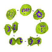 Stages of Mitosis,TEM