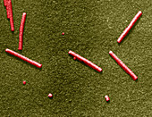 Tobacco Mosaic Virus,TEM