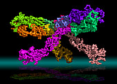 West Nile Virus