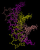 Triple Helix DNA