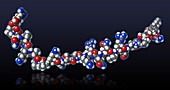 Ghrelin Molecular Model